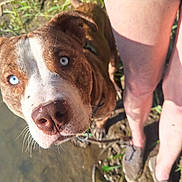 Atlas is registered to the contest to win money with this photo: dog, blue_eyes, close_up, outdoor, grass, mud, water, legs, person, shoes, brown_fur, white_markings, nose, whiskers, sunlight, nature, curious, pet, animal, summer