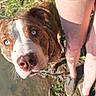dog, blue_eyes, close_up, outdoor, grass, mud, water, legs, person, shoes, brown_fur, white_markings, nose, whiskers, sunlight, nature, curious, pet, animal, summer