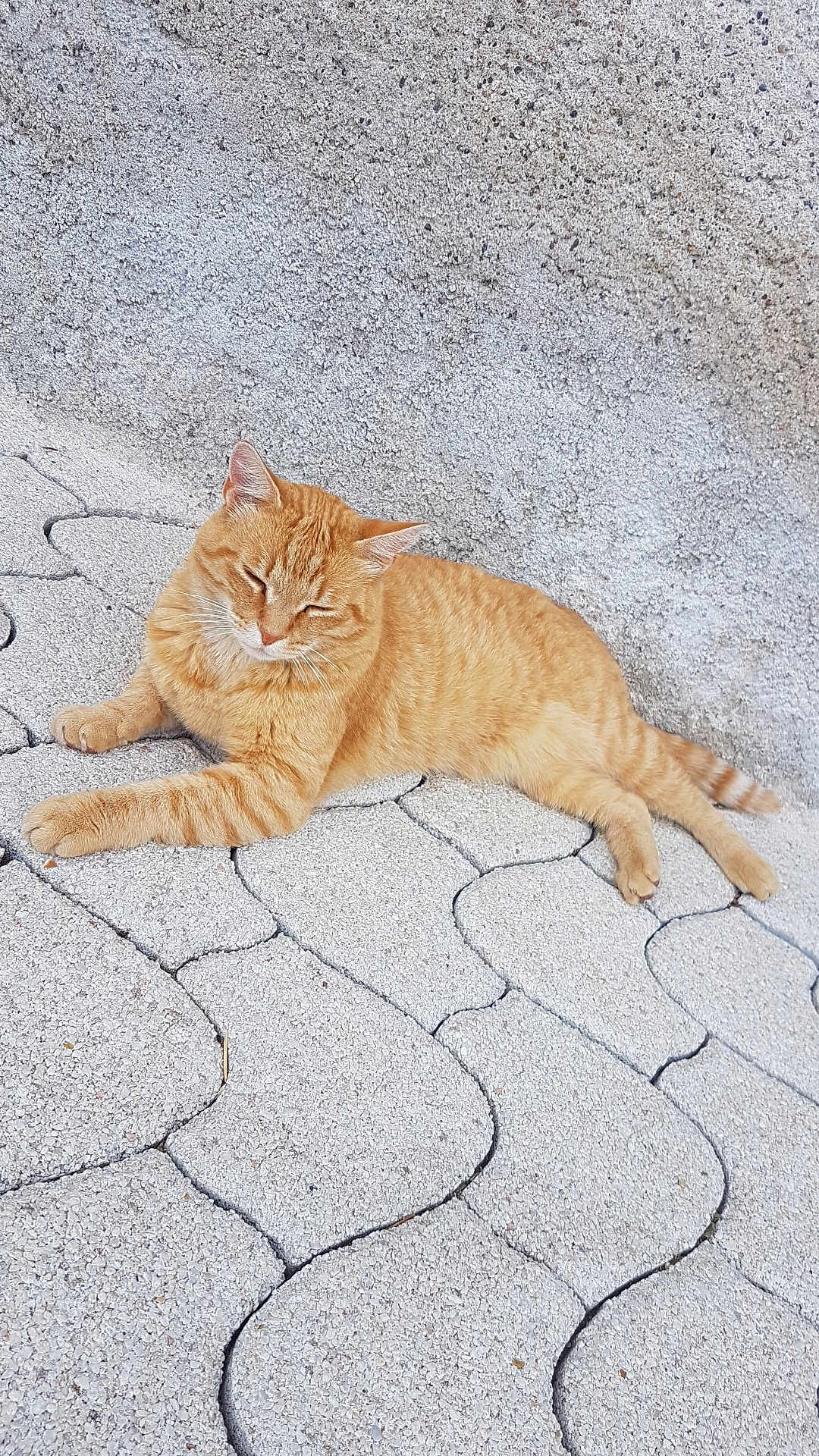 Mimi