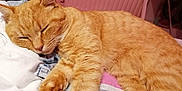 Mimi participe au concours pour gagner de l'argent avec cette photo : cat, orange_cat, sleeping, bed, blanket, cozy, indoor, pet, feline, resting, soft, paw, fur, cute, animal, home, relaxed, tabby, whiskers, comfortable