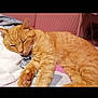 cat, orange_cat, sleeping, bed, blanket, cozy, indoor, pet, feline, resting, soft, paw, fur, cute, animal, home, relaxed, tabby, whiskers, comfortable