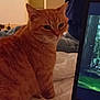 cat, orange_tabby, bed, indoor, person, blue_clothing, screen, technology, furniture, whiskers, pet, animal, domestic, resting, soft_light, casual, home, pensive, closeup, relaxed