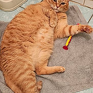 Mimi a rejoint le concours — aidez-le/la à gagner de superbes lots ! cat, orange_tabby, pet, feline, towel, toy, floor, tile, indoor, relaxed, lying_down, paw, fur, whiskers, cute, animal, domestic, pet_toy, mammal, resting