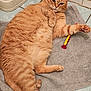 cat, orange_tabby, pet, feline, towel, toy, floor, tile, indoor, relaxed, lying_down, paw, fur, whiskers, cute, animal, domestic, pet_toy, mammal, resting