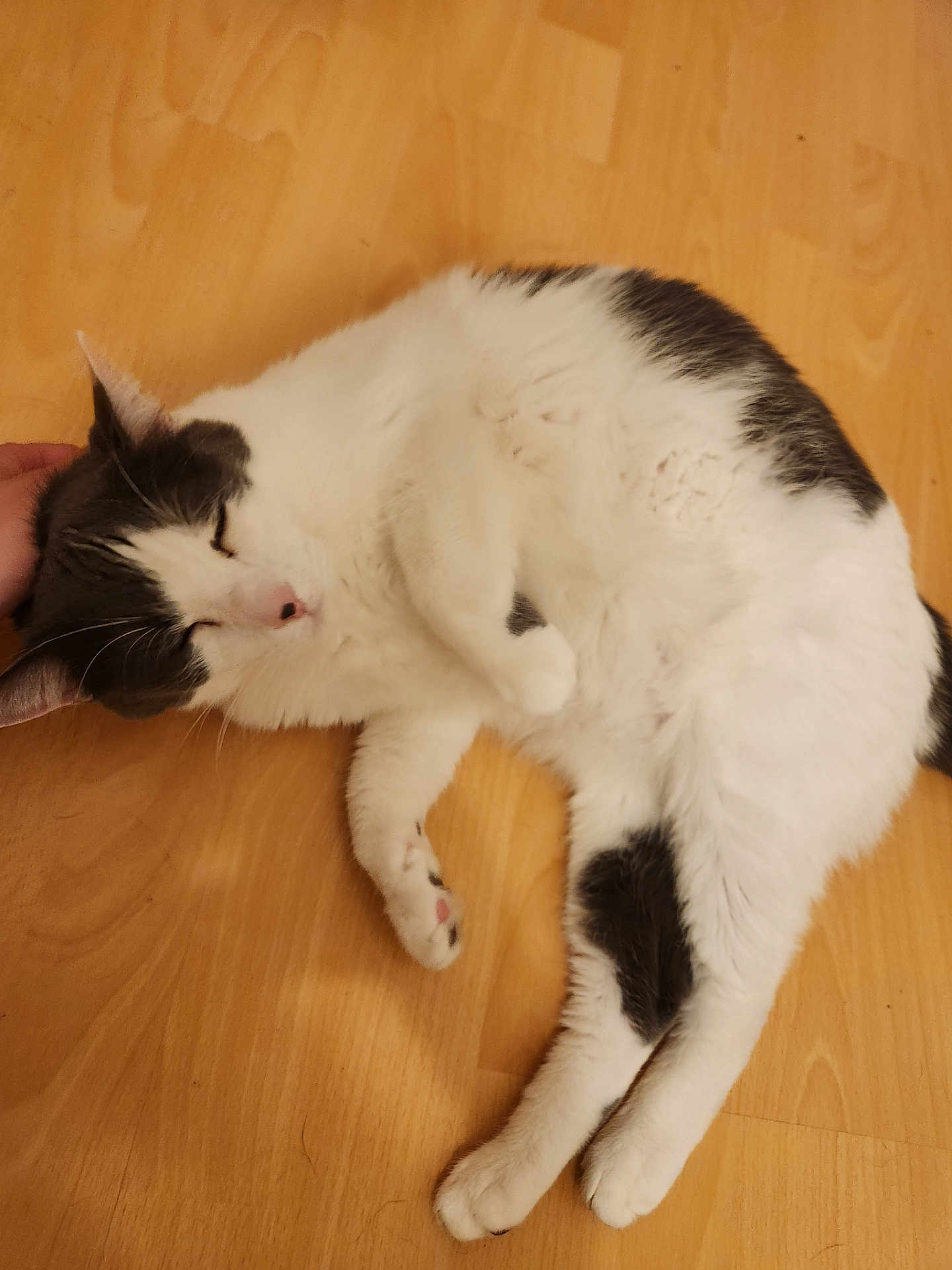 Malow participe au concours pour gagner de l'argent avec cette photo : cat, pet, animal, white, gray, fur, floor, wooden_floor, relaxed, sleeping, cute, domestic_animal, hand, comfort, resting, indoor, feline, close_up, cozy, content