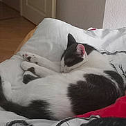 Malow participe au concours pour gagner de l'argent avec cette photo : cat, sleeping, bed, white_bedding, black_and_white, indoor, cozy, pet, fur, resting, pillow, relaxation, animal, domestic_cat, cute, quiet, home, feline, napping, soft_light