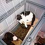 Malow participe au concours pour gagner de l'argent avec cette photo : cat, guinea_pig, cage, hay, indoor, pet, animal, furry, white, black, fur, platform, food, water_bottle, floor, slippers, person, paw, resting, small_animal
