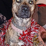 Rain is registered to the contest to win money with this photo: dog, brindle, tinsel, collar, indoor, couch, furniture, tattoo, person, arm, holiday, decoration, red, silver, gold, festive, pet, animal, ears, closeup