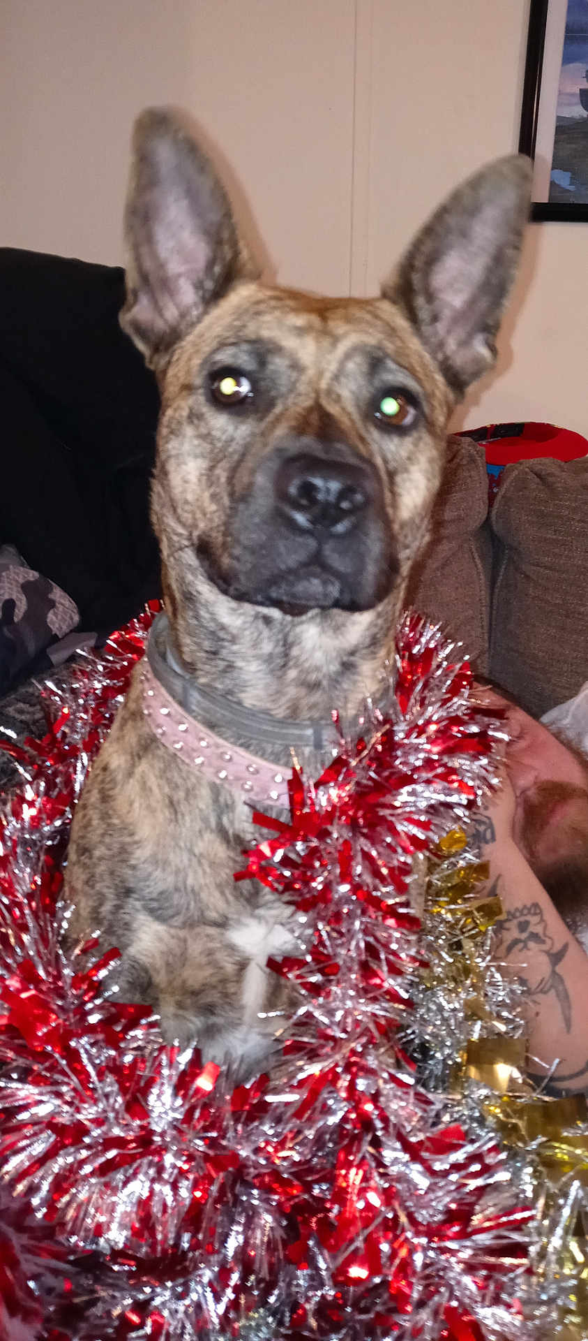 Rain is registered to the contest to win money with this photo: dog, brindle, tinsel, collar, indoor, couch, furniture, tattoo, person, arm, holiday, decoration, red, silver, gold, festive, pet, animal, ears, closeup