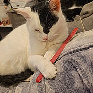 Venus a rejoint le concours — aidez-le/la à gagner de superbes lots ! animal, black_and_white_cat, blanket, cat, closeup, companion, cozy, cute, domestic_animal, feline, fur, indoor, nail_file, paw, pet, relaxed, resting, sleeping, soft_texture, white_cat