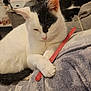 animal, black_and_white_cat, blanket, cat, closeup, companion, cozy, cute, domestic_animal, feline, fur, indoor, nail_file, paw, pet, relaxed, resting, sleeping, soft_texture, white_cat