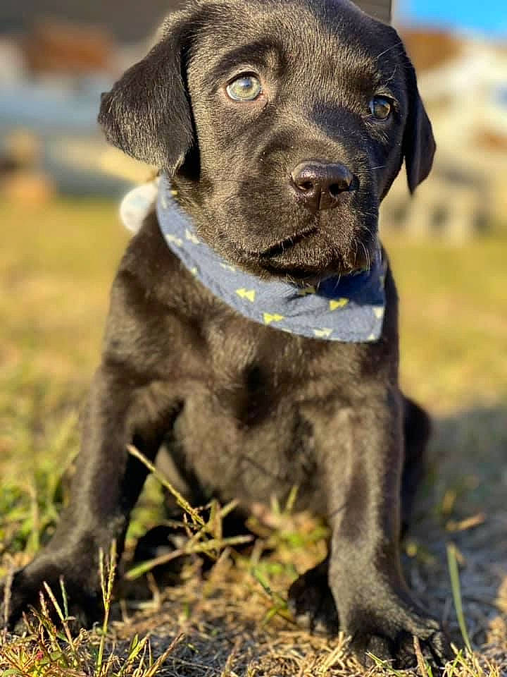 Bennett is registered to the contest to win money with this photo: blue_lacy, cane_corso, canidae, carnivore, dog, dog_breed, grass, hunting_dog, labrador_retriever, mammal, pointing_breed, puppy, rare_breed_dog, retriever, snout, sporting_group, vertebrate