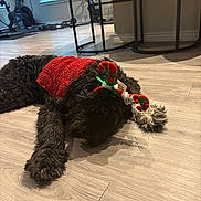 Faith is registered to the contest to win money with this photo: dog, black_dog, red_sweater, antler_headband, lying_down, wooden_floor, indoor, furniture, gym_equipment, holiday, festive, pet, cozy, cute, home, resting, animal, canine, decor, relaxed