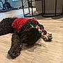 dog, black_dog, red_sweater, antler_headband, lying_down, wooden_floor, indoor, furniture, gym_equipment, holiday, festive, pet, cozy, cute, home, resting, animal, canine, decor, relaxed