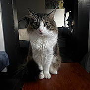 Tuna joined the competition — help win amazing prizes! animal, brown, cat, cozy, curious, domestic, eyes, feline, fluffy, fur, household, indoor, pet, portrait, quiet, sitting, table, whiskers, white, wood