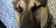Raine is registered to the contest to win money with this photo: dog, german_shepherd, pet, animal, face, ear, winking, collar, chain, indoor, blanket, fur, canine, closeup, portrait, expression, sitting, cute, nose, whiskers