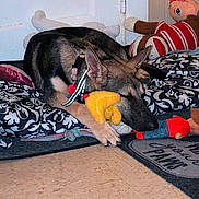 Raine is registered to the contest to win money with this photo: dog, sleeping, stuffed_toys, plush, cushions, indoor, floor, resting, cozy, toy, brown, black, ears, paws, collar, quiet, home, comfort, animal, pet