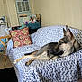Raine is registered to the contest to win money with this photo: dog, german_shepherd, couch, blanket, pillow, living_room, indoor, pet, relaxed, furniture, household_items, floor, wall, decor, table, water_bottle, plastic_container, black_rug, ears_up, side_view