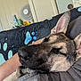 Raine joined the competition — help win amazing prizes! dog, german_shepherd, sleepy, indoor, couch, blanket, paw_print, person, gray_shirt, relaxing, pet, animal, nose, ears, fur, closeup, comfort, home, resting, cozy