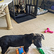 Bear is registered to the contest to win money with this photo: dog, puppy, german_shepherd, toy, crate, indoor, floor, carpet, pet, animal, play, furniture, table, resting, curious, canine, domestic, cute, young, relaxed