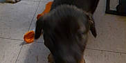 Bear joined the competition — help win amazing prizes! dog, indoor, tile_floor, pet, animal, toy, blur, brown_paw, shadow, furniture, black_fur, small_dog, motion_blur, floor_tile, domestic_animal, household, play, tail, canine, companion