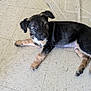 puppy, dog, floor, tile, rug, indoor, pet, animal, lying_down, cute, young, fur, black, brown, collar, ears, paw, resting, looking_up, domestic
