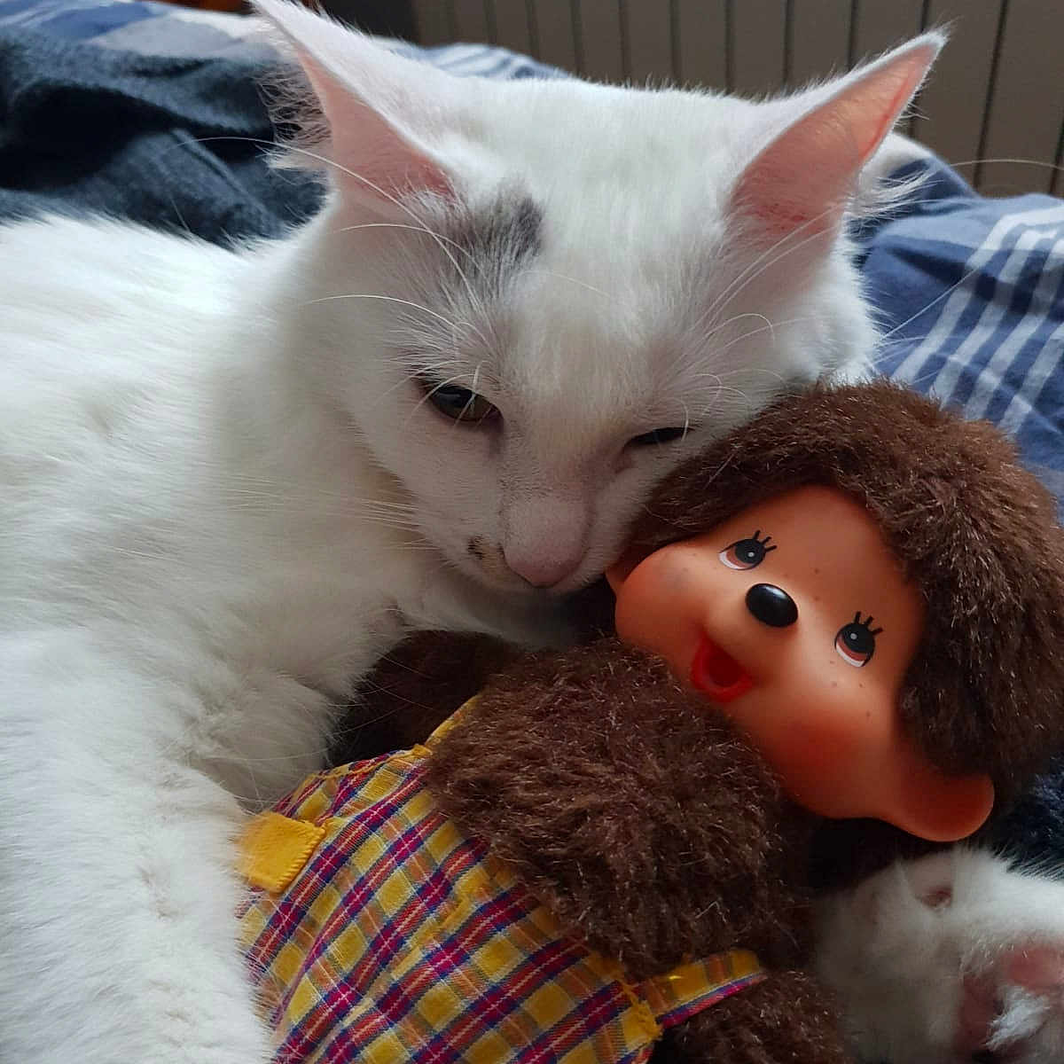 Alf a rejoint le concours — aidez-le/la à gagner de superbes lots ! angora, animal, baby, bed, bedroom, cat, couch, doll, face, furniture, head, indoors, kitten, person, pet, photography, portrait, quilt, room, toy