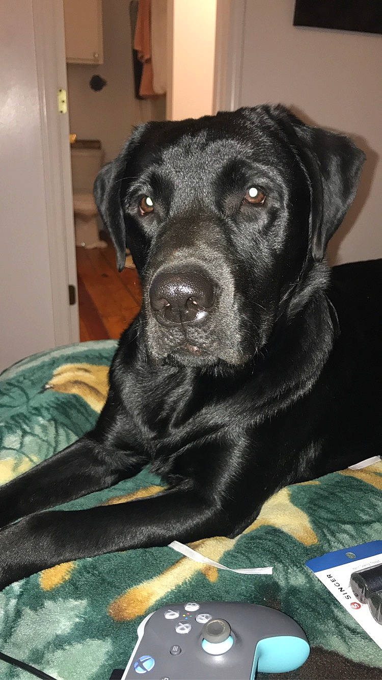 Stetson joined the competition — help win amazing prizes! beagador, borador, canidae, carnivore, dog, dog_breed, labrador_retriever, mammal, patterdale_terrier, pointing_breed, retriever, snout, sporting_group, whiskers