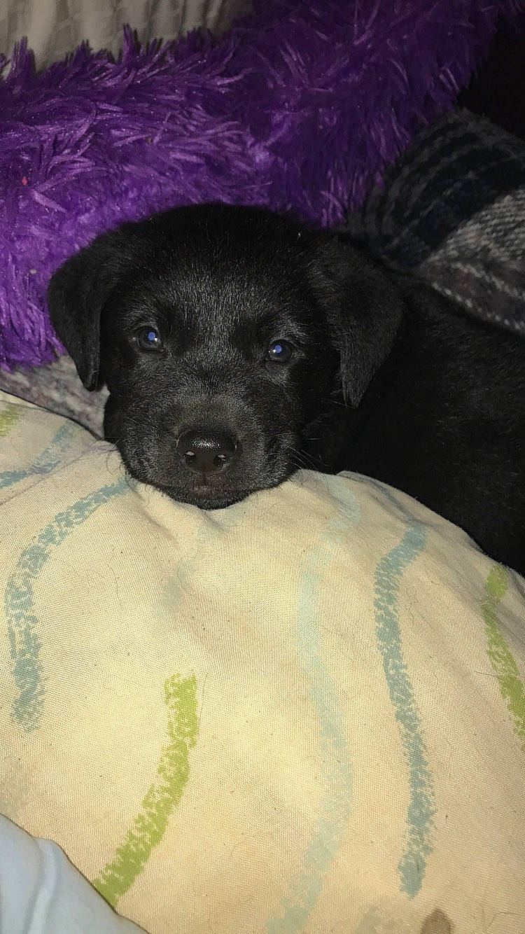 Stetson is registered to the contest to win money with this photo: beagador, borador, canidae, carnivore, dog, dog_breed, labrador_retriever, patterdale_terrier, puppy, retriever, snout, sporting_group