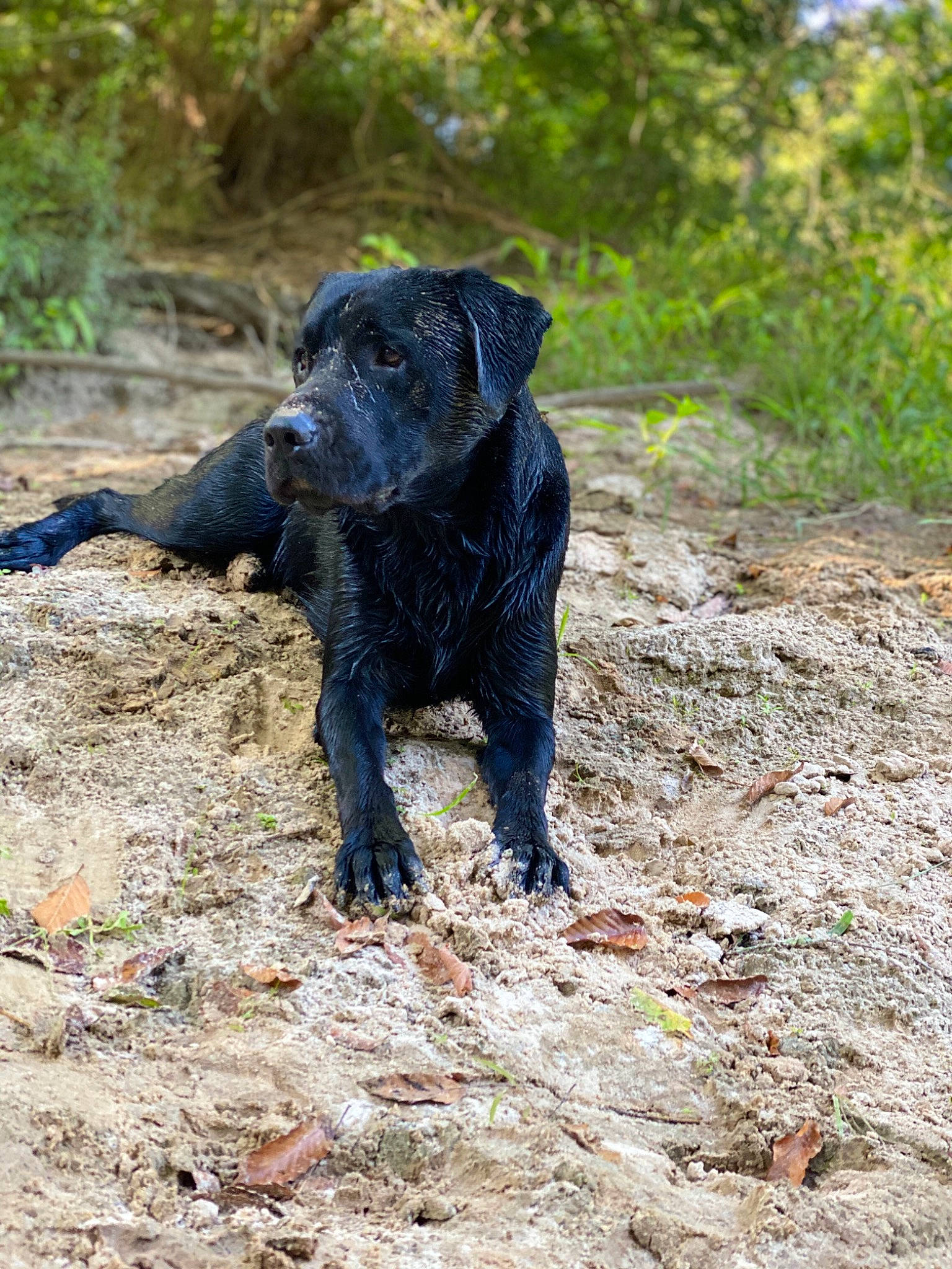Stetson joined the competition — help win amazing prizes! cane_corso, canidae, carnivore, dog, dog_breed, field_trial, guard_dog, hunting_dog, labrador_retriever, mammal, patterdale_terrier, retriever, snout, sporting_group, vertebrate, working_dog