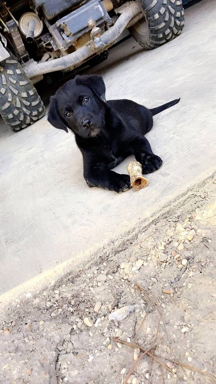 Stetson joined the competition — help win amazing prizes! beagador, canidae, carnivore, companion_dog, dog, dog_breed, flat_coated_retriever, hunting_dog, labrador_retriever, mammal, patterdale_terrier, puppy, retriever, snout, sporting_group, street_dog, vertebrate