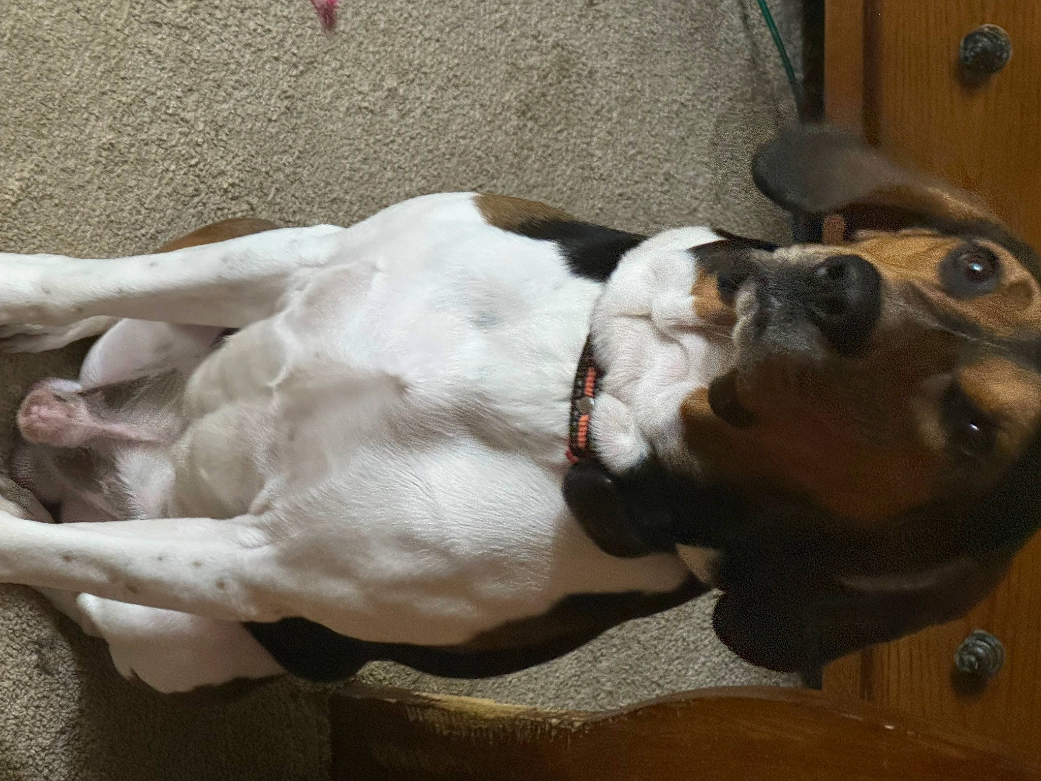 Boone is registered to the contest to win money with this photo: canidae, carnivore, collar, comfort, companion_dog, dog, dog_breed, dog_collar, ear, fawn, fur, paw, scent_hound, snout, sporting_group, tail, terrestrial_animal, whiskers, working_animal, working_dog