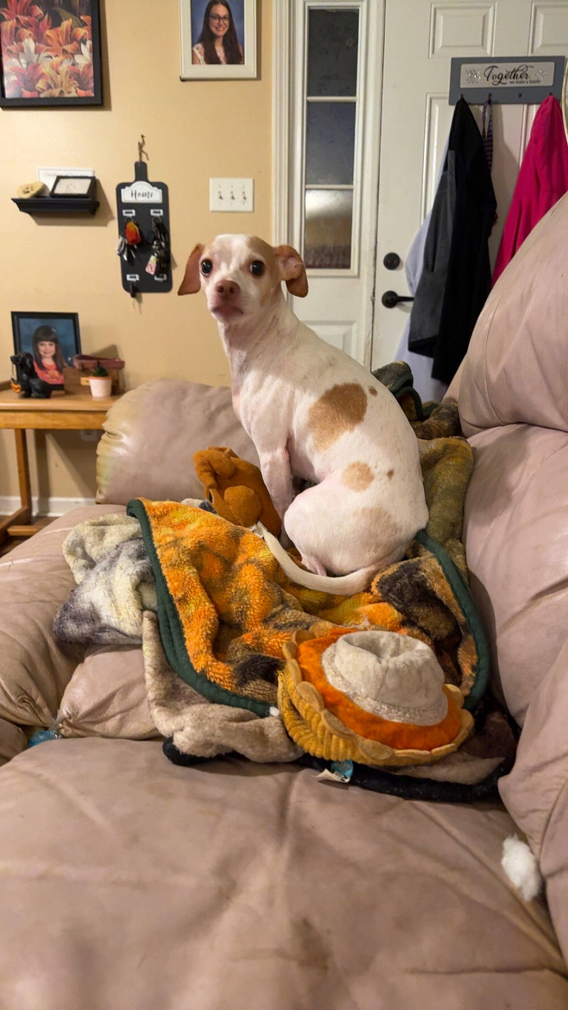 Petey is registered to the contest to win money with this photo: art, canidae, carnivore, collar, comfort, companion_dog, couch, dog, dog_breed, fawn, fur, linens, picture_frame, room, snout, sporting_group, toy, toy_dog, whiskers, working_animal