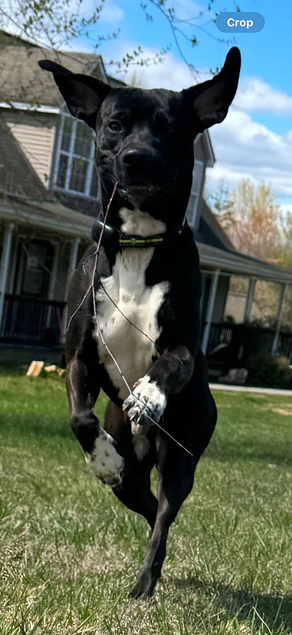 Enzo is registered to the contest to win money with this photo: art, canidae, carnivore, cloud, collar, companion_dog, dog, dog_breed, dog_collar, dog_supply, grass, pet_supply, plant, sculpture, sky, snout, sporting_group, whiskers, window, working_animal
