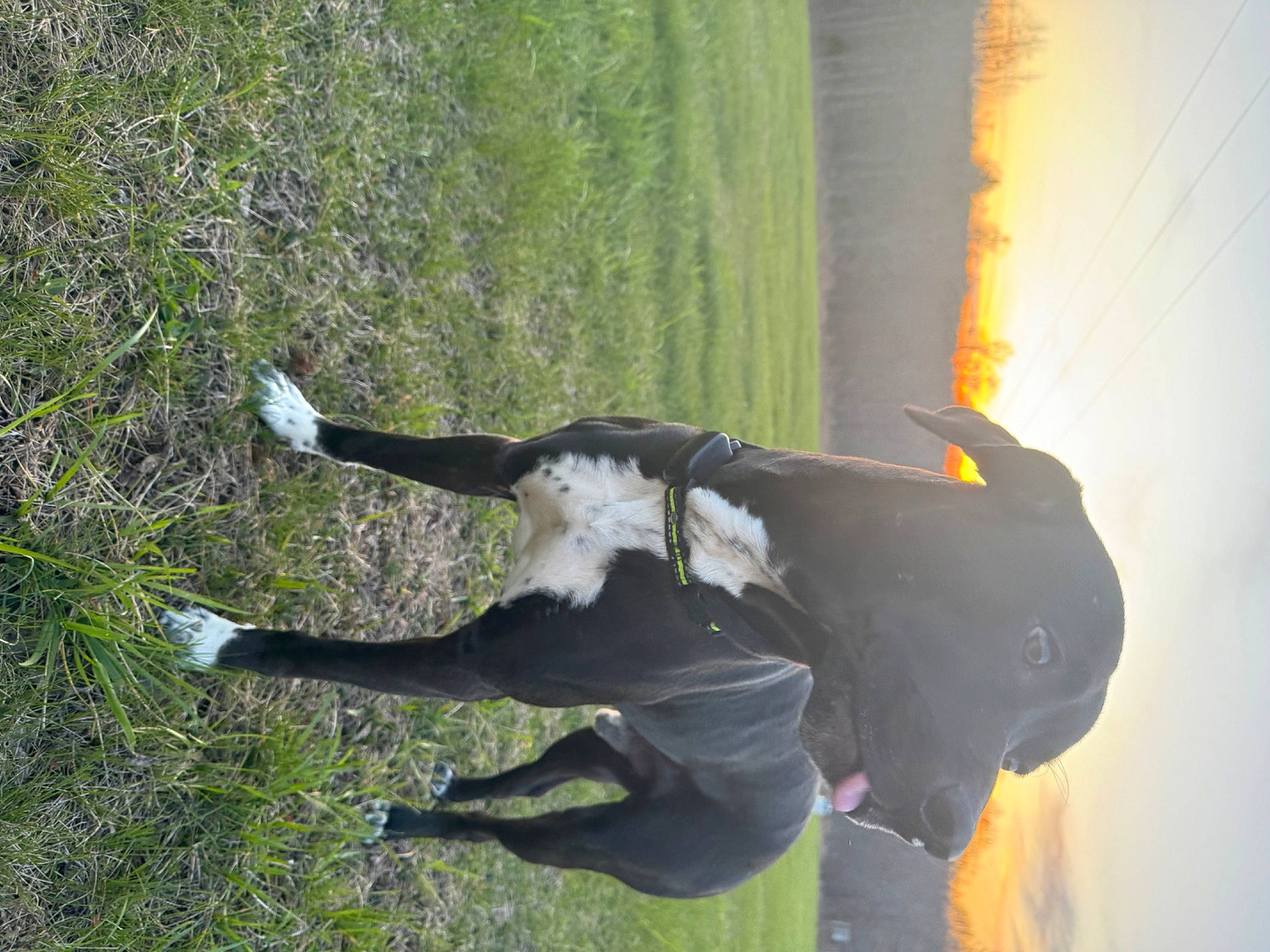 Enzo is registered to the contest to win money with this photo: adventure, dog, fun, grass, grassland, happy, heat, landscape, people_in_nature, plant, recreation, reflection, sky, tail, tree, water