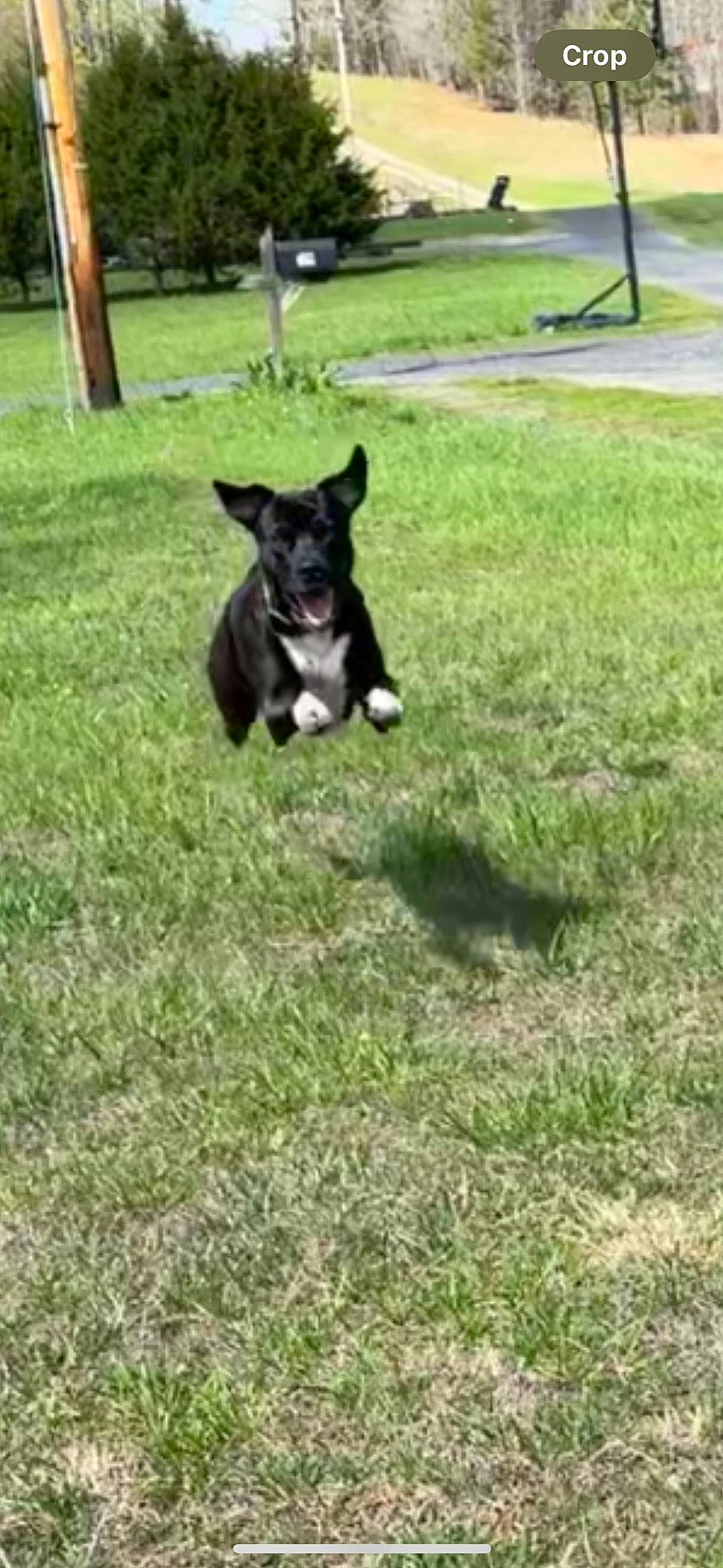 Enzo joined the competition — help win amazing prizes! canidae, carnivore, collar, companion_dog, dog, dog_breed, fawn, grass, grassland, groundcover, herding_dog, lawn, plant, puppy, snout, sporting_group, tail, tree, working_animal, working_dog