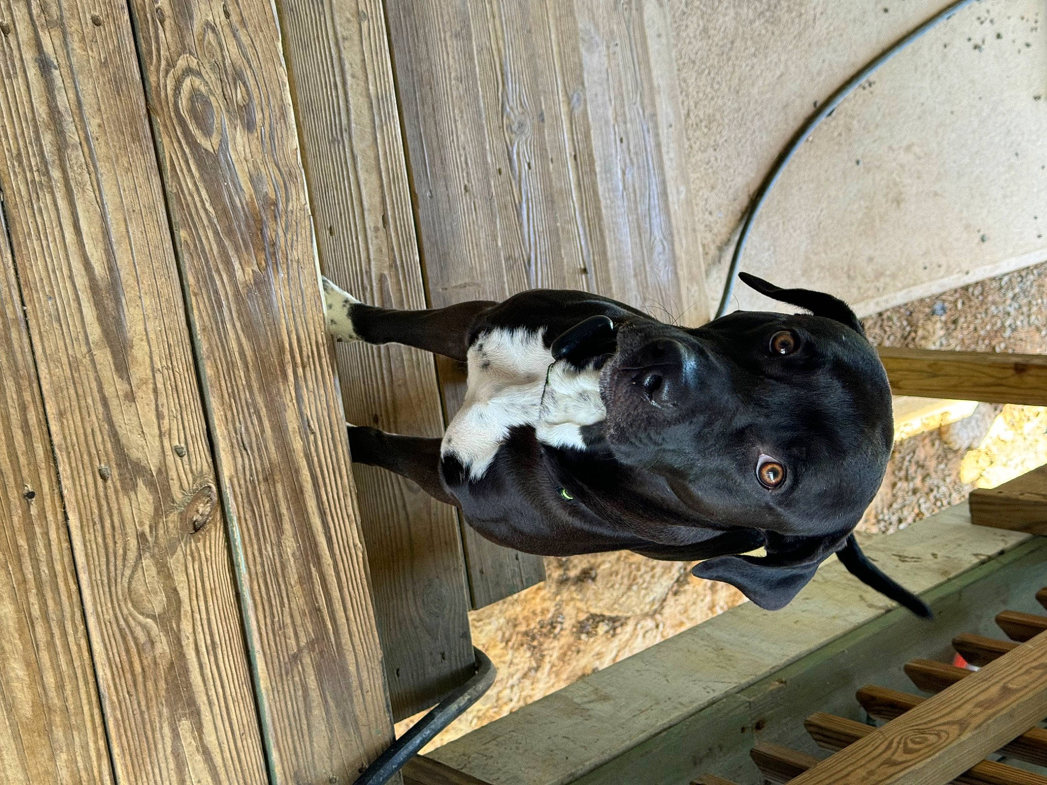 Enzo is registered to the contest to win money with this photo: canidae, carnivore, collar, companion_dog, dog, dog_breed, dog_collar, fawn, guard_dog, hardwood, non_sporting_group, pet_supply, plank, snout, sporting_group, tail, wood, wood_stain, working_animal, working_dog