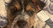 Waylon Roe joined the competition — help win amazing prizes! puppy, dog, pet, cute, cozy, blanket, snuggling, fur, animal, portrait, indoors, young, paw, closeup, face, expression, warm, resting, adorable, sleepy