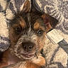 puppy, dog, pet, cute, cozy, blanket, snuggling, fur, animal, portrait, indoors, young, paw, closeup, face, expression, warm, resting, adorable, sleepy