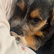 Waylon Roe joined the competition — help win amazing prizes! puppy, dog, close_up, snuggling, soft_fabric, cute, pet, animal, fur, eyes, nose, young, comfort, warmth, indoor, portrait, cuddly, sleepy, brown, black