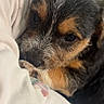 puppy, dog, close_up, sleepy, snuggling, fur, brown, black, cute, pet, animal, soft, cozy, indoor, young, face, portrait, resting, adorable, companion