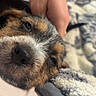 Waylon Roe joined the competition — help win amazing prizes! puppy, dog, close_up, sleepy, hand, blanket, cozy, soft, fur, resting, cute, pet, domestic_animal, relaxing, indoor, comfort, snuggling, animal_face, brown_fur, black_nose