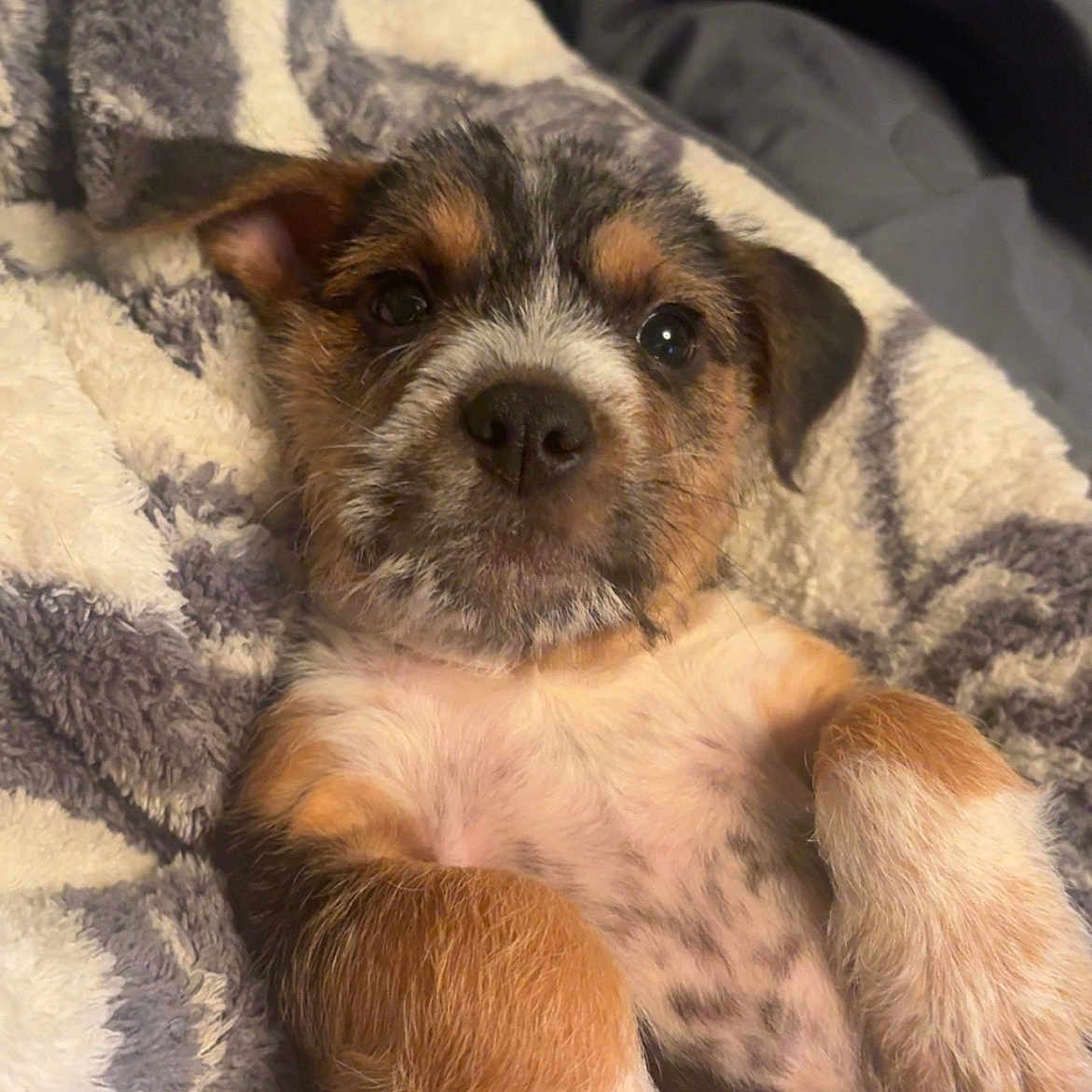 Waylon Roe joined the competition — help win amazing prizes! puppy, dog, pet, lying_down, blanket, fur, cute, young, animal, paw, indoor, cozy, resting, looking_at_camera, snout, ears, fur_pattern, brown, white, black