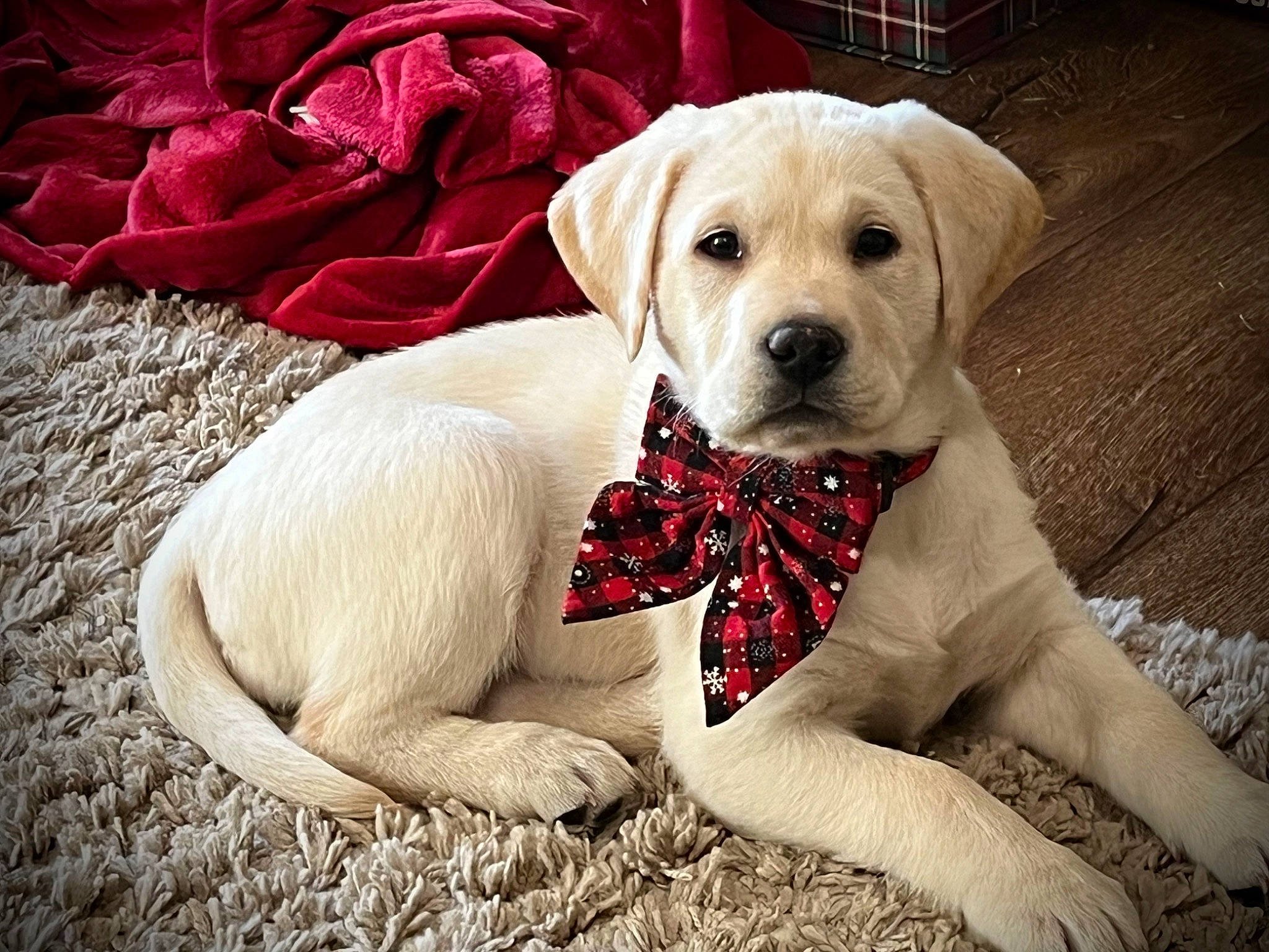 Harper joined the competition — help win amazing prizes! canidae, carmine, carnivore, collar, companion_dog, dog, dog_breed, dog_collar, dog_supply, fawn, fur, grass, labrador_retriever, pattern, paw, pet_supply, snout, sporting_group, terrestrial_animal, working_animal