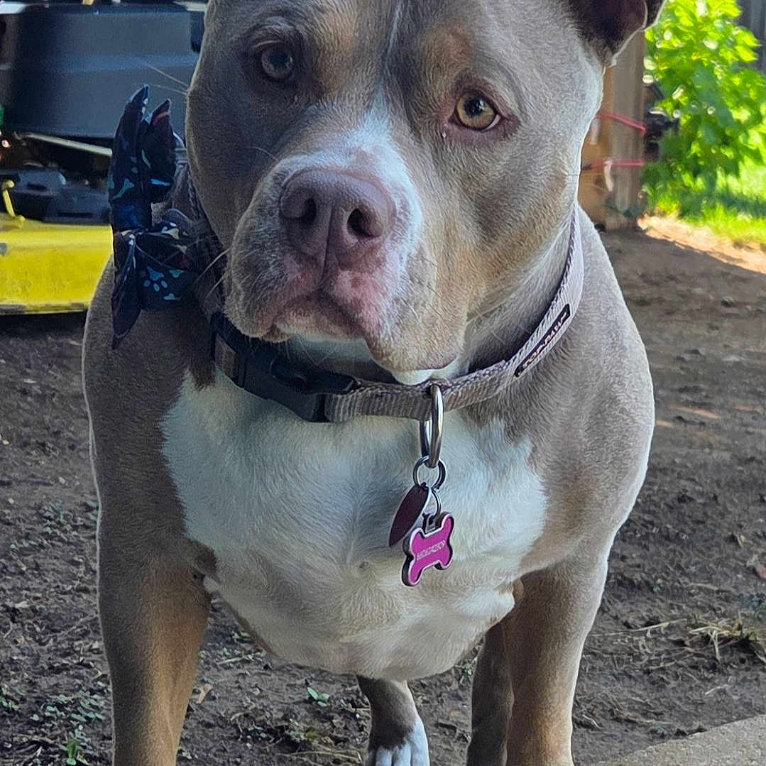 Gracie is registered to the contest to win money with this photo: animal, brown, butterfly_clip, closeup, collar, concrete, curious, dog, ears, face, fence, greenery, lawn_mower, outdoor, paw, pet, pitbull, tag, white, yard