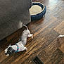 Buddy joined the competition — help win amazing prizes! dog, small_dog, blue_collar, wooden_floor, couch, pet_bed, indoor, motion_blur, playful, floor_grate, brown_floor, furniture, domestic, animal, canine, household, walking, pet, living_room, interior