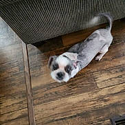 Buddy joined the competition — help win amazing prizes! dog, small_dog, indoor, wooden_floor, furniture, pet, tail, blur, brown_floor, white_dog, black_spots, floor_vent, happy_dog, puppy, looking_up, domestic_animal, canine, house, floorboards, blurred_face