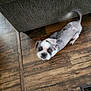 dog, small_dog, indoor, wooden_floor, furniture, pet, tail, blur, brown_floor, white_dog, black_spots, floor_vent, happy_dog, puppy, looking_up, domestic_animal, canine, house, floorboards, blurred_face