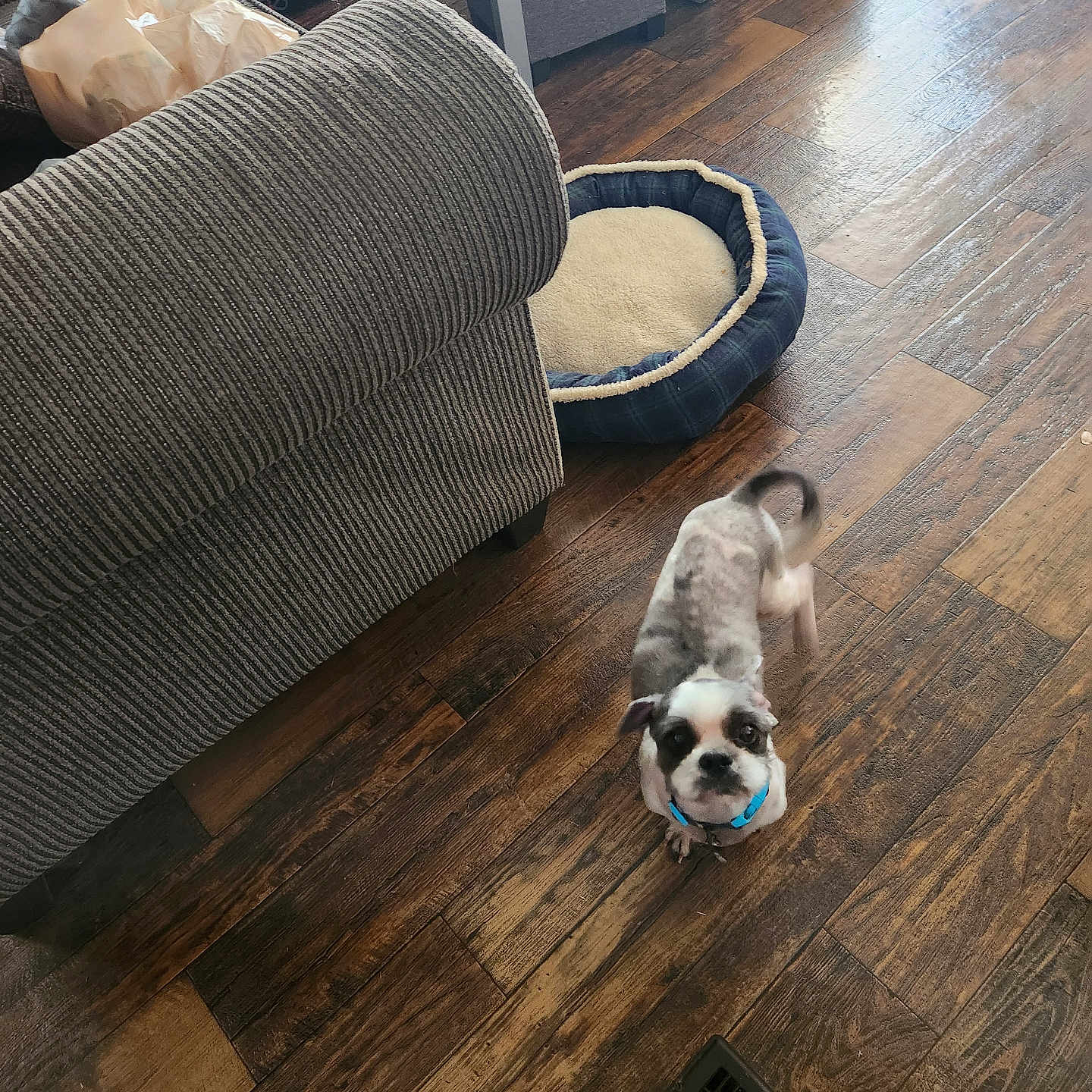 Buddy joined the competition — help win amazing prizes! animal, black, brown, collar, companion, couch, cozy, curious, dog, domestic, flooring, furniture, home, indoor, living_room, looking_up, pet_bed, small_dog, white, wooden_floor