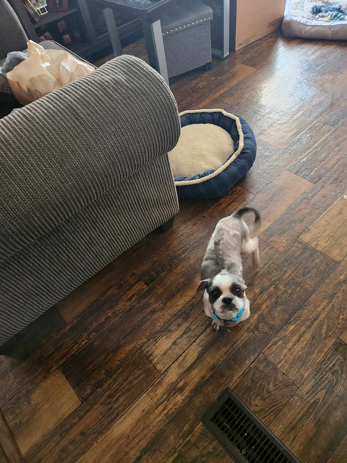 Buddy joined the competition — help win amazing prizes! dog, indoor, wooden_floor, pet_bed, couch, small_dog, curious, collar, brown, white, black, furniture, home, flooring, cozy, looking_up, animal, companion, domestic, living_room